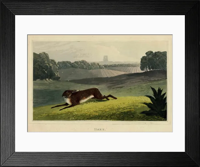 Framed Print : Hare, c1827. Creator: Newton Smith Limbird Fielding Framed Print : Hare, c1827. Creator: Newton Smith Limbird Fielding