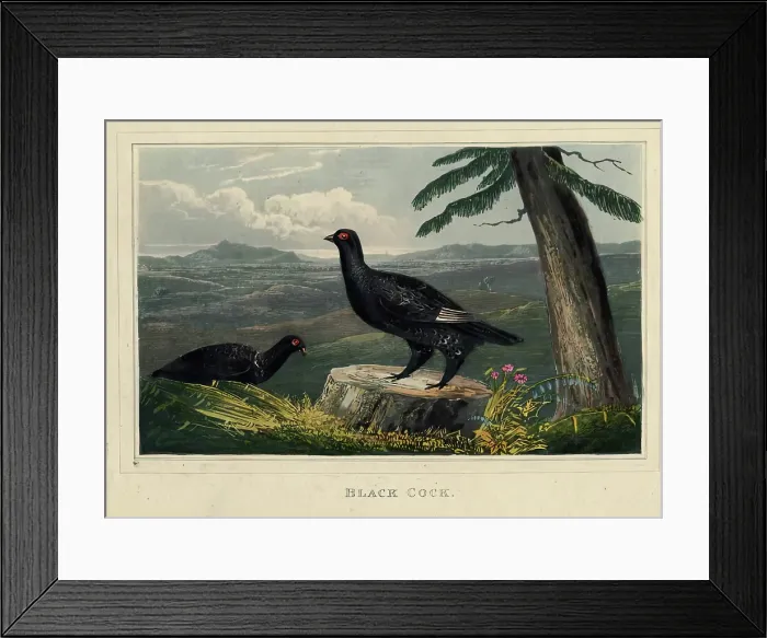 Framed Print : Black Cock, c1820s. Creator: Newton Smith Limbird Fielding Framed Print : Black Cock, c1820s. Creator: Newton Smith Limbird Fielding