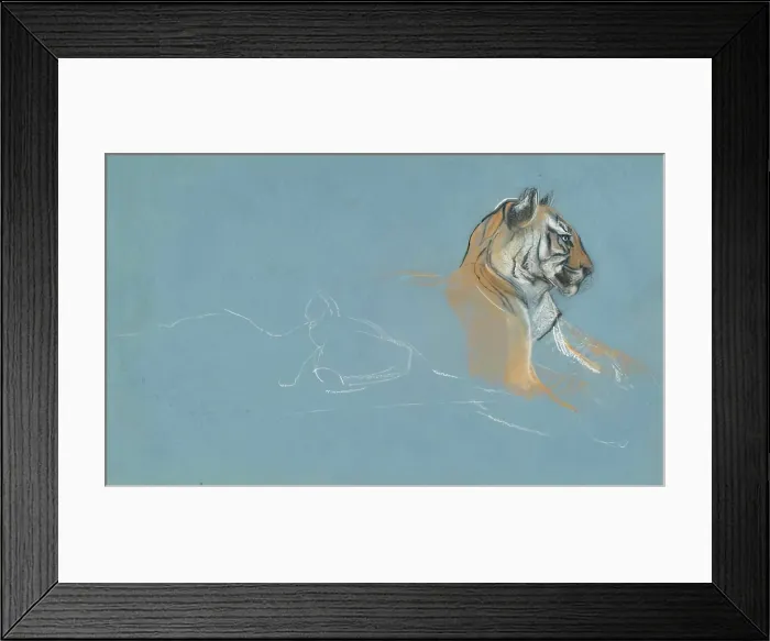Framed Print : Head of a Tigress, c1900s. Creator: John MacAllan Swan Framed Print : Head of a Tigress, c1900s. Creator: John MacAllan Swan