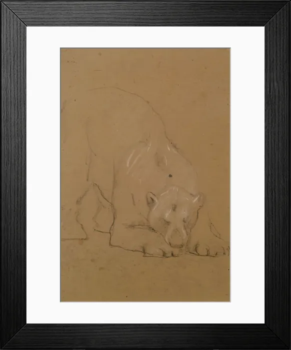 Framed Print : Study of a Bear, 1900-1910. Creator: John MacAllan Swan Framed Print : Study of a Bear, 1900-1910. Creator: John MacAllan Swan