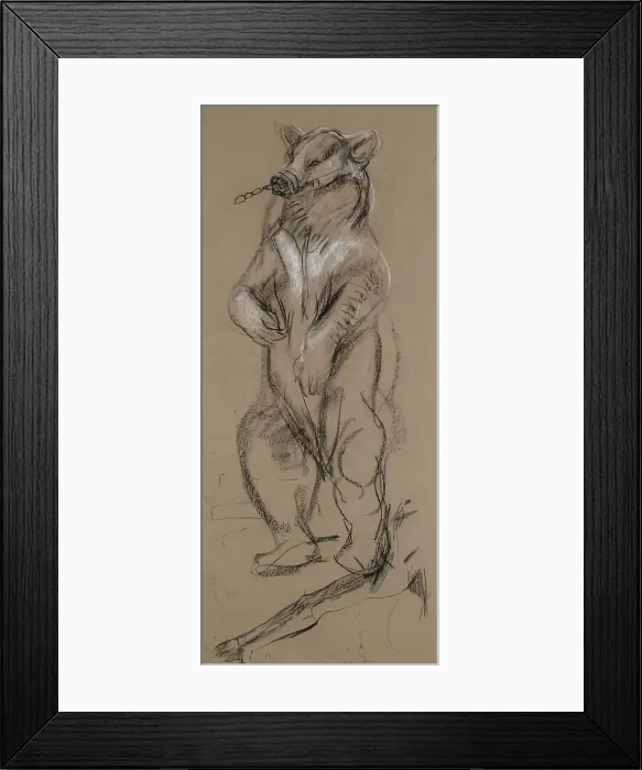 Framed Print : Study Of A Bear. Creator: John MacAllan Swan Framed Print : Study Of A Bear. Creator: John MacAllan Swan