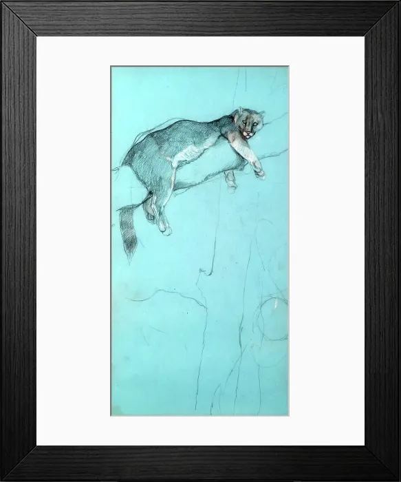 Framed Print : Study of a Puma, c1900s. Creator: John MacAllan Swan Framed Print : Study of a Puma, c1900s. Creator: John MacAllan Swan