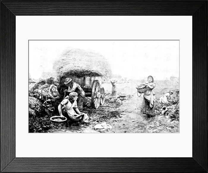 Framed Print : Pictures from the New Gallery: Potato Harvest, Malvern Hills - John Parker, 1895. Creator: George Meisenbach Framed Print : Pictures from the New Gallery: Potato Harvest, Malvern Hills - John Parker, 1895. Creator: George Meisenbach