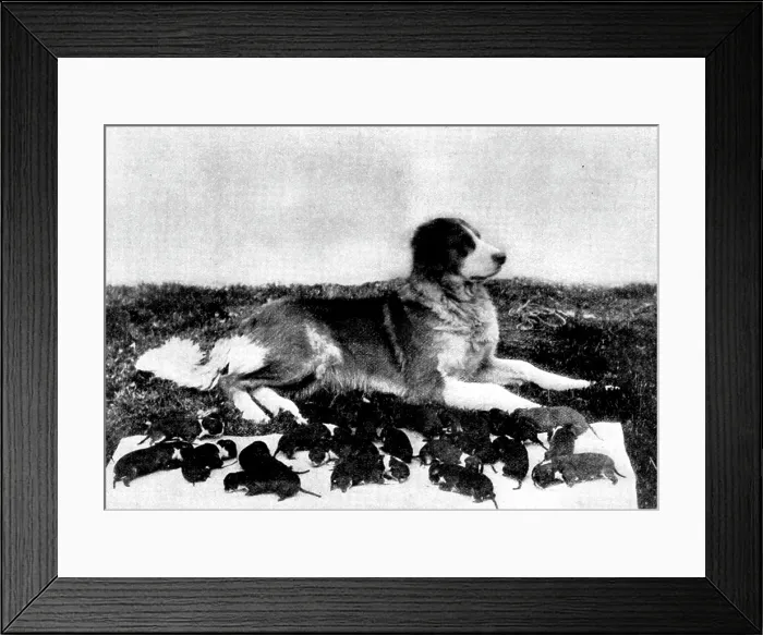 Framed Print : The St. Bernard, Lady Millard, and her litter of twenty-one pups, 1895. Creator: H. W. Harold Framed Print : The St. Bernard, Lady Millard, and her litter of twenty-one pups, 1895. Creator: H. W. Harold