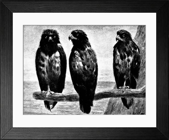 Framed Print : Three Watchers - by H. Stacy Marks, R.A. 1895. Creator: George Meisenbach Framed Print : Three Watchers - by H. Stacy Marks, R.A. 1895. Creator: George Meisenbach