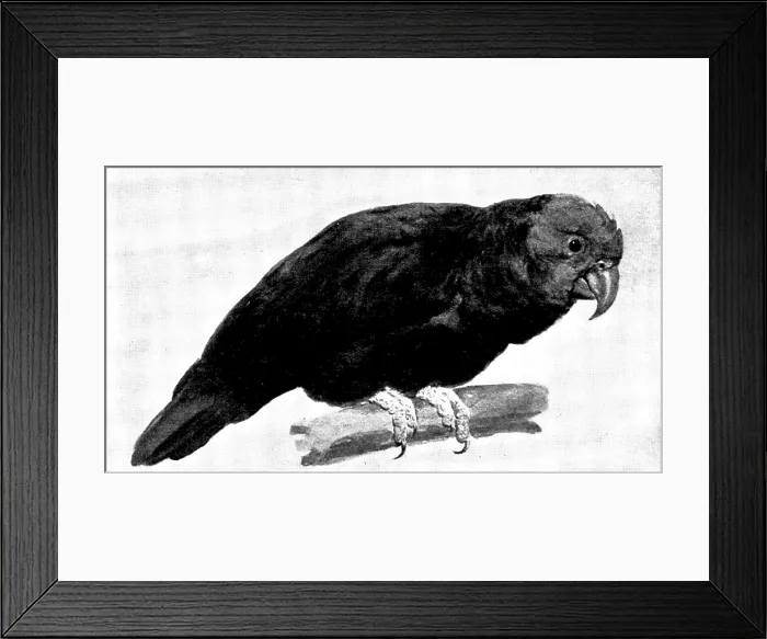 Framed Print : Ground Parrot - by H. Stacy Marks, R.A. 1895. Creator: George Meisenbach Framed Print : Ground Parrot - by H. Stacy Marks, R.A. 1895. Creator: George Meisenbach