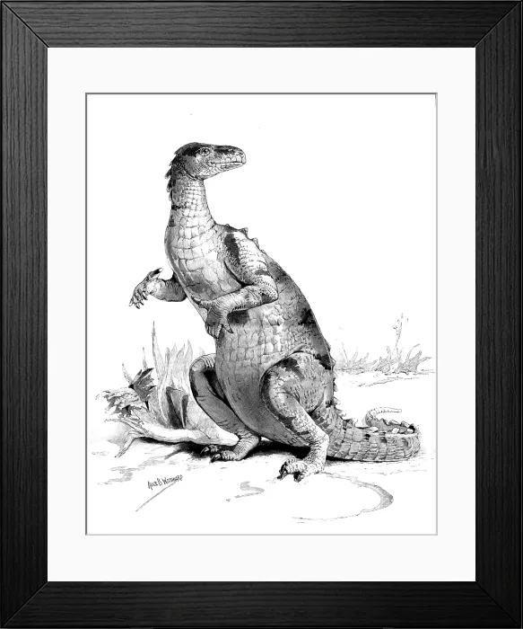 Framed Print : Restored figure of the Iguanodon - sketched by Miss Alice B. Woodward, 1895. Creator: Unknown Framed Print : Restored figure of the Iguanodon - sketched by Miss Alice B. Woodward, 1895. Creator: Unknown