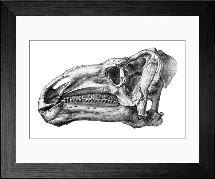 Framed Print : Head of Iguanodon, showing cheek-teeth adapted for chewing shoots and leaves of plants... 1895. Creator: Unknown Framed Print : Head of Iguanodon, showing cheek-teeth adapted for chewing shoots and leaves of plants... 1895. Creator: Unknown