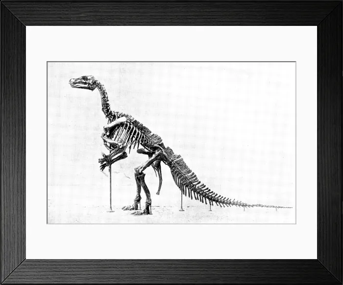 Framed Print : The Iguanodon Skeleton, the original of which is in the Royal Museum at Brussels... 1895. Creator: Unknown Framed Print : The Iguanodon Skeleton, the original of which is in the Royal Museum at Brussels... 1895. Creator: Unknown