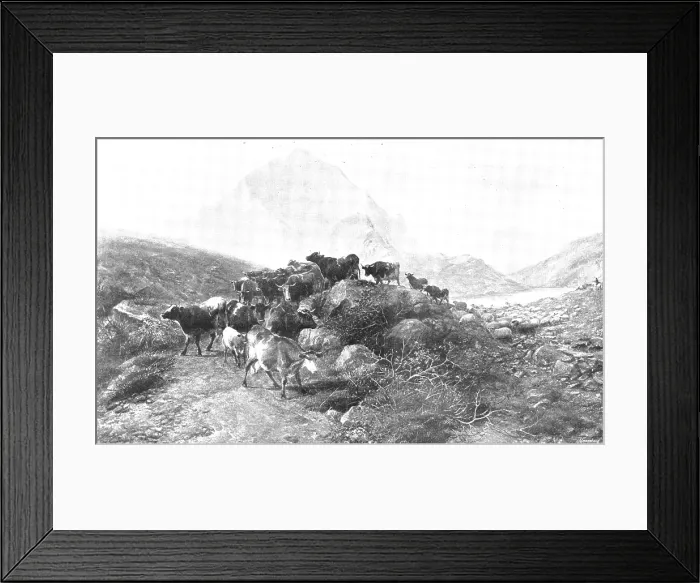 Framed Print : Pictures from the Royal Academy: A Summer Afternoon - T. S. Cooper, R.A. 1895. Creator: George Meisenbach Framed Print : Pictures from the Royal Academy: A Summer Afternoon - T. S. Cooper, R.A. 1895. Creator: George Meisenbach