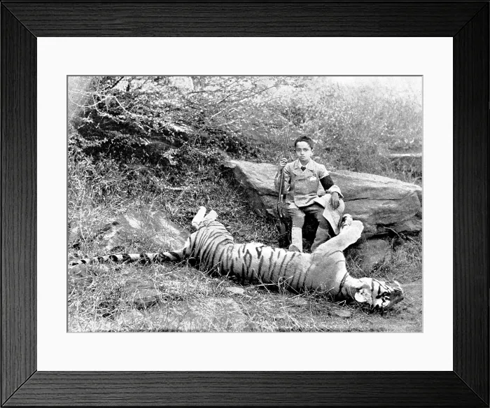 Framed Print : The first tiger shot by Prince Bughwan Singh, aged twelve, 1895. Creator: J. Cowell Framed Print : The first tiger shot by Prince Bughwan Singh, aged twelve, 1895. Creator: J. Cowell