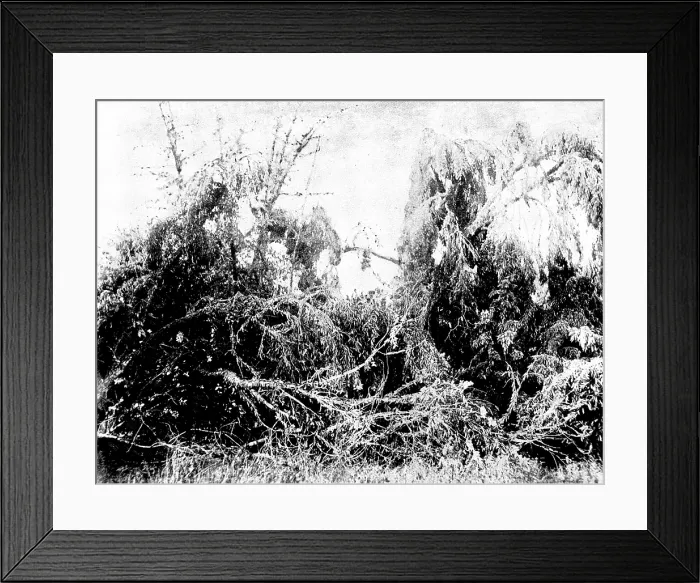 Framed Print : Swarm of locusts at Delagoa Bay, East Africa, 1895. Creator: Unknown Framed Print : Swarm of locusts at Delagoa Bay, East Africa, 1895. Creator: Unknown