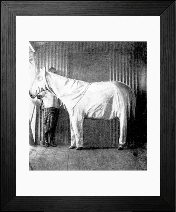 Framed Print : 'Dressing' ponies for protection against the Tsetse Fly, 1898. Creator: Thomas Pelham Johnson Framed Print : 'Dressing' ponies for protection against the Tsetse Fly, 1898. Creator: Thomas Pelham Johnson