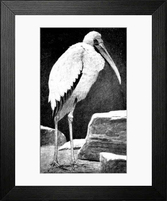 Framed Print : A Learned Judge (Tantalus Stork), 1898. Creator: Unknown Framed Print : A Learned Judge (Tantalus Stork), 1898. Creator: Unknown