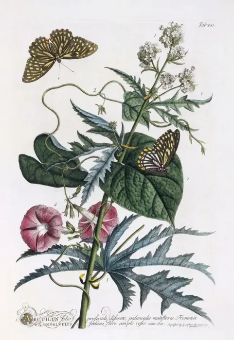 Framed Print : 1. Abutilon, 2. Convolvulus, c. 1748 (hand coloured engraving) Framed Print : 1. Abutilon, 2. Convolvulus, c. 1748 (hand coloured engraving)