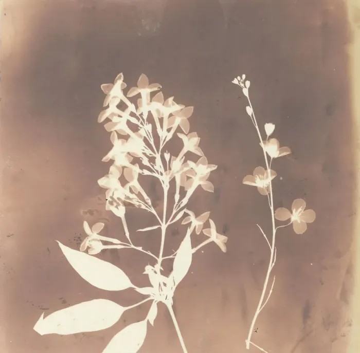 Framed Print : 1. Cestrum Parqui. 2. Fiora di una tetradinama. 1839. Creator: William Henry Fox Talbot Framed Print : 1. Cestrum Parqui. 2. Fiora di una tetradinama. 1839. Creator: William Henry Fox Talbot
