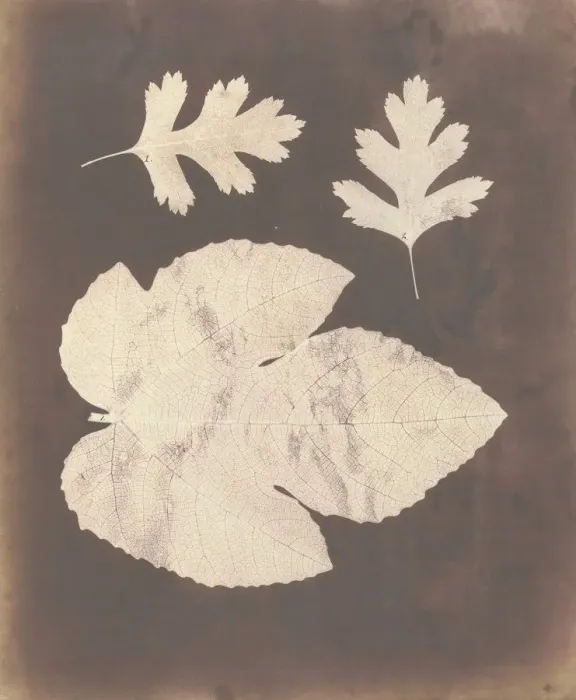 Framed Print : 1. Foglia di Fico. 2. Foglia di Spino bianco, ossia Crataegus, 1839-40 Framed Print : 1. Foglia di Fico. 2. Foglia di Spino bianco, ossia Crataegus, 1839-40