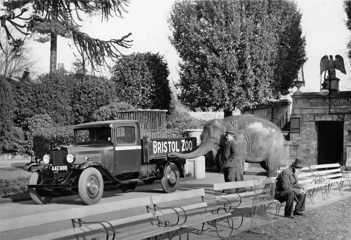 Framed Print : 1934 Bedford 30cwt WS truck with an elephant at Bristol Zoo, (c1934?) Framed Print : 1934 Bedford 30cwt WS truck with an elephant at Bristol Zoo, (c1934?)