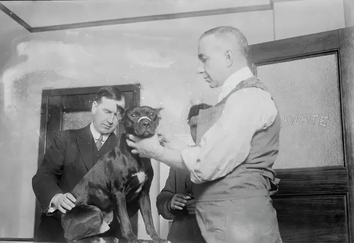 Framed Print : 1st patient, Dog Hospital, N.Y. City, 1914. Creator: Bain News Service Framed Print : 1st patient, Dog Hospital, N.Y. City, 1914. Creator: Bain News Service