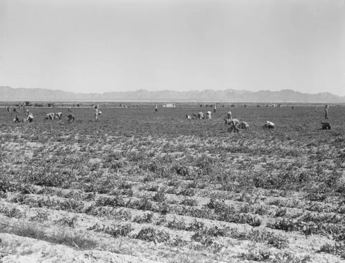 Framed Print : 500 pea pickers in field of large-scale Sinclair Ranch, near Calipatria, California, 1939. Creator: Dorothea Lange Framed Print : 500 pea pickers in field of large-scale Sinclair Ranch, near Calipatria, California, 1939. Creator: Dorothea Lange