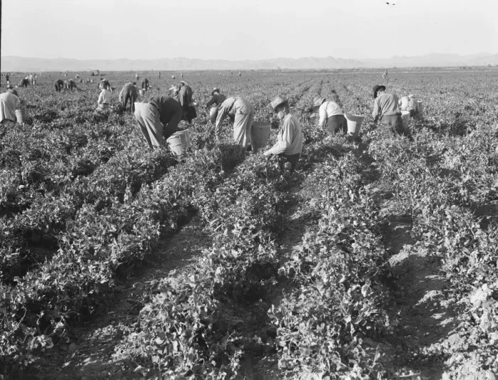 Framed Print : 500 pea pickers in field of large-scale Sinclair Ranch, near Calipatria, California, 1939. Creator: Dorothea Lange Framed Print : 500 pea pickers in field of large-scale Sinclair Ranch, near Calipatria, California, 1939. Creator: Dorothea Lange