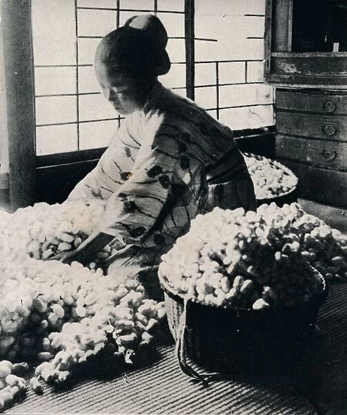5000 silkworms eat 125 lbs of mulberry for 8 skeins of silk, making one kimono, c1900, (1921). Artist: Julian Leonard Street