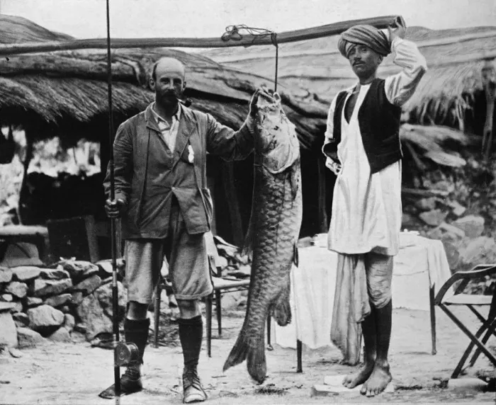 Framed Print : 59 lb Mahseer, Caught by Capt. H. B. D. Campbell, R. E. in the Upper Ganges, c1903, (1903) Framed Print : 59 lb Mahseer, Caught by Capt. H. B. D. Campbell, R. E. in the Upper Ganges, c1903, (1903)