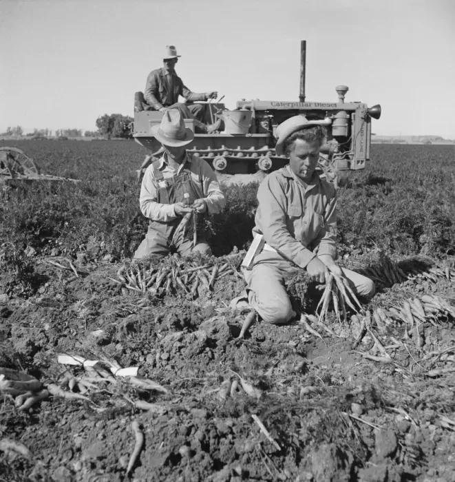 Framed Print : 8 a. m. migratory field workers pulling carrots in a field, near Meloland, Imperial County, CA, 1939 Creator: Dorothea Lange Framed Print : 8 a. m. migratory field workers pulling carrots in a field, near Meloland, Imperial County, CA, 1939 Creator: Dorothea Lange