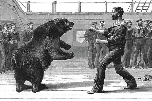 'A Boxing Match on board H.M.S.'Cambridge'; The pet bear 'Bob' has now been transferred to the Zool Creator: Unknown. 'A Boxing Match on board H.M.S.'Cambridge'; The pet bear 'Bob' has now been transferred to the Zool Creator