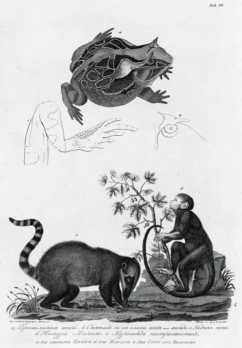 Framed Print : A / Brazil Frog; B / Its Eyes; C / Hind Leg; D / Makako Lemur; E / Anteater with Motley Tail, 1813. Creator: Unknown Framed Print : A / Brazil Frog; B / Its Eyes; C / Hind Leg; D / Makako Lemur; E / Anteater with Motley Tail, 1813. Creator: Unknown