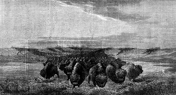 'A Herd of Bisons crossing a River Bottom on the Upper Missouri', by W. J. Hays, 1862. Creator: W Thomas. 'A Herd of Bisons crossing a River Bottom on the Upper Missouri', by W. J. Hays, 1862. Creator: W Thomas