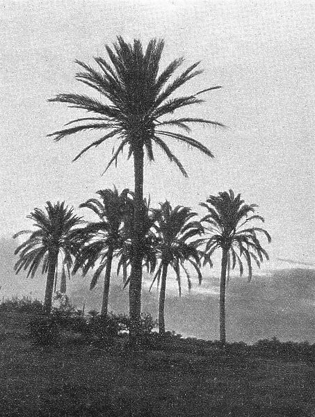 'A la lisiere du desert en Tripolitaine; Le Nord-Est Africain, 1914. Creator: Unknown