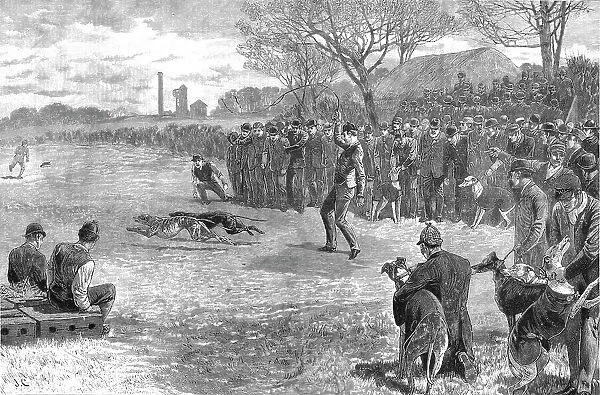 'A Pitmans Holiday -- Rabbit Coursing with Greyhounds, 1890. Creator: Unknown
