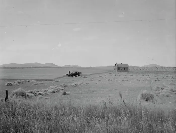 Framed Print : Abandoned tenant house and large-scale wheat field near Kincaid, Texas, 1937. Creator: Dorothea Lange Framed Print : Abandoned tenant house and large-scale wheat field near Kincaid, Texas, 1937. Creator: Dorothea Lange