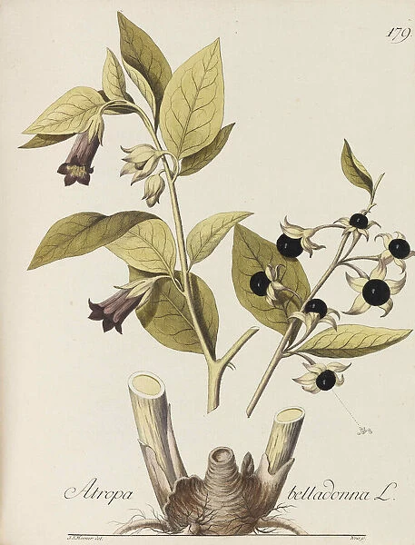 Abbildung aller oekonomischen Pflanzen, 1786-1788. Creator: Kerner
