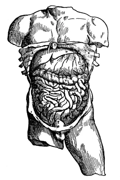 Framed Print : Abdominal cavity and its contents, 1543 Framed Print : Abdominal cavity and its contents, 1543