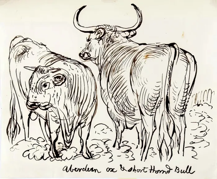 Framed Print : Aberdeen Ox and Shorthorned Bull, 1825-1839. Creator: James Howe Framed Print : Aberdeen Ox and Shorthorned Bull, 1825-1839. Creator: James Howe