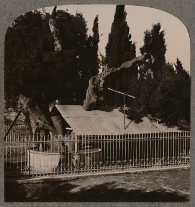 Framed Print : Abrahams Oak near Hebron, c1900 Framed Print : Abrahams Oak near Hebron, c1900