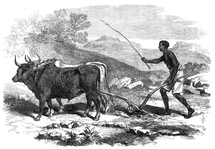Framed Print : The Abyssinian Expedition: a native ploughing in the province of Tigre, 1868. Creator: Unknown Framed Print : The Abyssinian Expedition: a native ploughing in the province of Tigre, 1868. Creator: Unknown