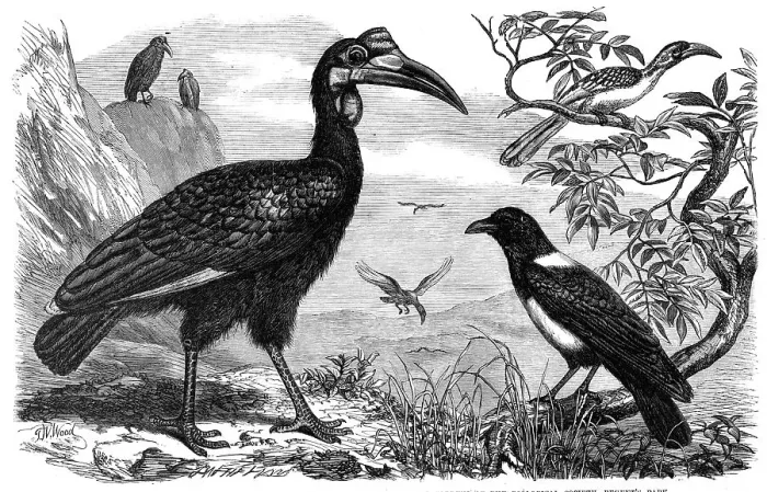 Framed Print : Abyssinian Hornbill, White-Necked Crow, and Small Hornbill, Zoological Society, Regent's Park, 1865. Creator: Dalziel Brothers Framed Print : Abyssinian Hornbill, White-Necked Crow, and Small Hornbill, Zoological Society, Regent's Park, 1865. Creator: Dalziel Brothers