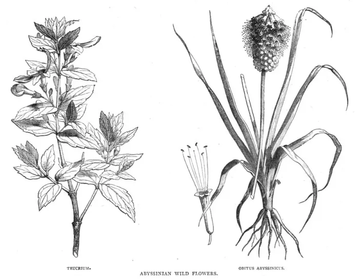 Framed Print : Abyssinian Wild Flowers; A journey through Soudan and Western Abyssinia, with Reminiscences...1875. Creator: Unknown Framed Print : Abyssinian Wild Flowers; A journey through Soudan and Western Abyssinia, with Reminiscences...1875. Creator: Unknown