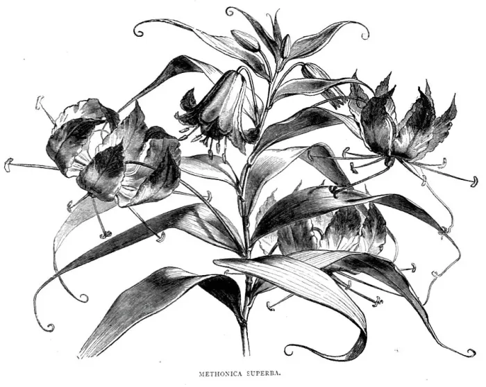 Framed Print : Abyssinian Wild Flowers; A journey through Soudan and Western Abyssinia, with Reminiscences...1875. Creator: Unknown Framed Print : Abyssinian Wild Flowers; A journey through Soudan and Western Abyssinia, with Reminiscences...1875. Creator: Unknown