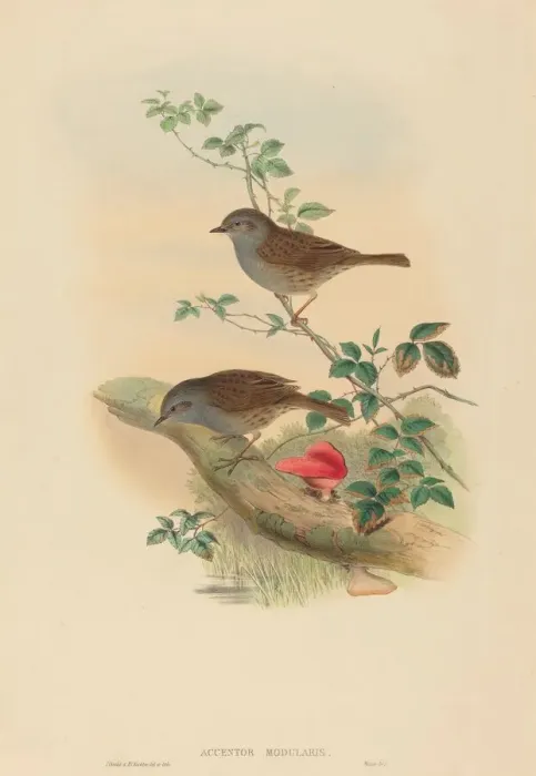 Framed Print : Accentor modularis (Dunnock). Creators: John Gould, Henry Constantine Richter Framed Print : Accentor modularis (Dunnock). Creators: John Gould, Henry Constantine Richter