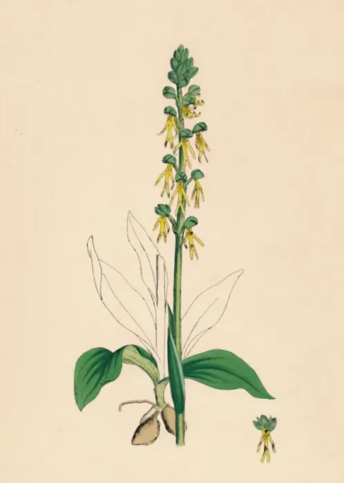 Framed Print : Aceras anthropophora. Man Orchis, 19th Century Framed Print : Aceras anthropophora. Man Orchis, 19th Century