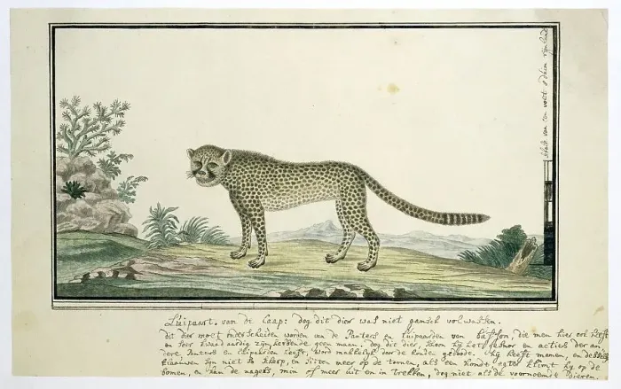 Framed Print : Acinonyx jubatus (Cheetah), 1777-1786. Creator: Robert Jacob Gordon Framed Print : Acinonyx jubatus (Cheetah), 1777-1786. Creator: Robert Jacob Gordon