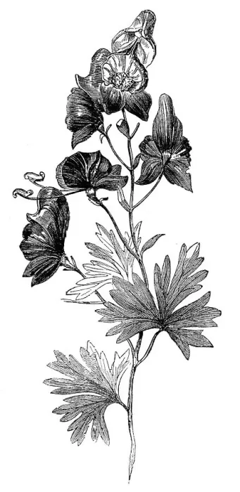 Framed Print : Aconite (Aconitum napellus), Monkshood, or Wolfsbane, 1856. Creator: Unknown Framed Print : Aconite (Aconitum napellus), Monkshood, or Wolfsbane, 1856. Creator: Unknown
