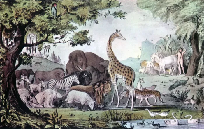 Framed Print : Adam Naming the Creatures, 1847. Artist: Nathaniel Currier Framed Print : Adam Naming the Creatures, 1847. Artist: Nathaniel Currier
