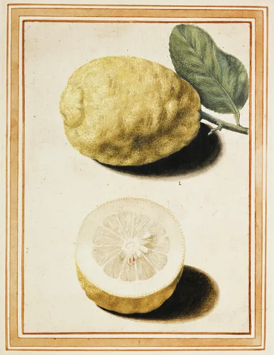 Framed Print : Adam's Apple (Pomum Adami Rheginum), about 1640. Creator: Vincenzo Leonardi. Adam's Apple (Pomum Adami Rheginum), about 1640. Creator: Vincenzo Leonardi