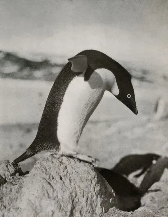 Framed Print : An Adelie Penguin About To Dive, c1910-1913, (1913). Artist: Herbert Ponting Framed Print : An Adelie Penguin About To Dive, c1910-1913, (1913). Artist: Herbert Ponting