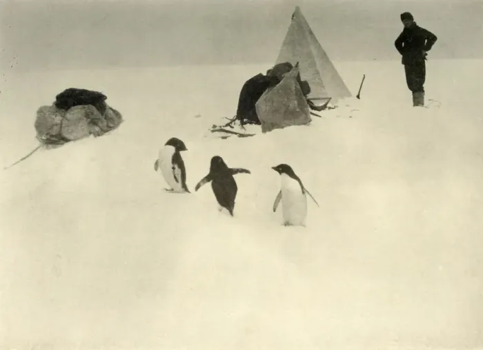 Framed Print : Adelie Penguins Visit a Camp c1908, (1909) Framed Print : Adelie Penguins Visit a Camp c1908, (1909)
